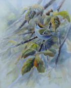 DALY, DAVID (20th century) British (AR), Firecrest, watecolour, signed, framed. 30 x 24 cm.