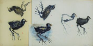 HALL, PAULINE (1917-2007) British (AR), Coot Chicks Sketches, watercolour, signed, unframed.