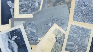 HOSKING OBE Hon FRPS FBIPP, ERIC (1909-1991) British (AR), Assorted Birds,