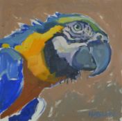 HASLEN, ANDREW (born 1953) British (AR), Macaw, oil, signed, framed. Image 30 x 20 cm.