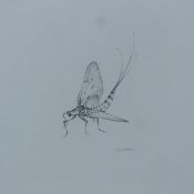 LOATES, MICHAEL J (born 1947) British (AR), Mayfly, pencil, signed, unframed. 18 x 20 cm overall.