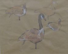ENNION, ERIC (1900-1981) British (AR), Canada Geese, gouache and pen, framed. Image 19 x 24 cm.