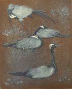 HALL, PAULINE (1917-2007) British (AR), Demoiselle Cranes, artist's proof, etching, signed,