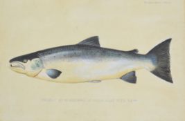 P.D Malloch Perth watercolour study of a Salmon or similar fish, titled 'Caught by W.Vaughan at