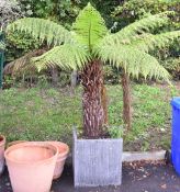 Tree fern, approximately 180cm tall,  in galvanized steel effect planter