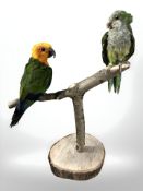 A taxidermy Sun Conure and further Monk Parakeet, on naturalistic wooden perch,