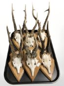 Six roe deer skulls with antlers mounted on wooden shield plaques.