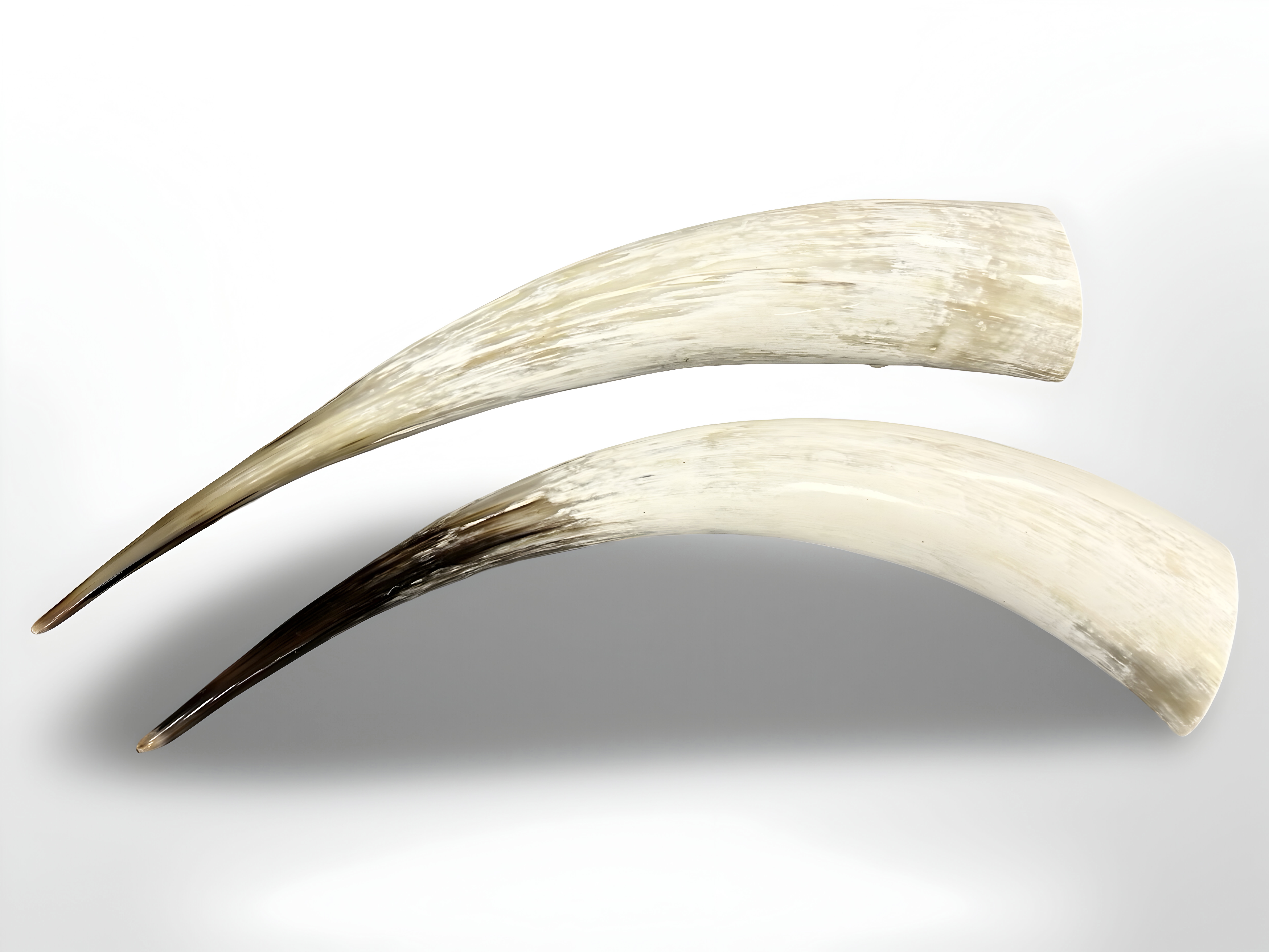 A pair of very large Ankole cow horns,