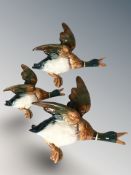 A graduated set of three Beswick flying ducks, shape No. 596, largest 23 cm wide.