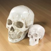 A replica composition human skull and a child's skull.