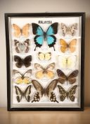 A glazed montage of Malaysian butterflies, 33 cm x 25 cm.