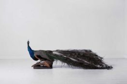 Taxidermy: Indian Peacock (pavo cristatus),