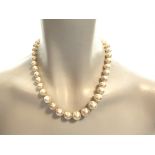 Perlenkette barock, Salzwasserzucht