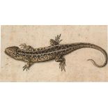 Prag (?), um 1600. Eidechse.