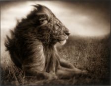Nick Brandt. Lion Before Storm II, Sitting Profile, Masai Mara. 2006