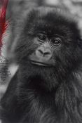 Peter Beard. ”Tracking the Mt. Gorilla, Rwanda”. 1984