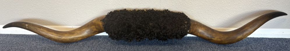 A large pair of buffalo horns.