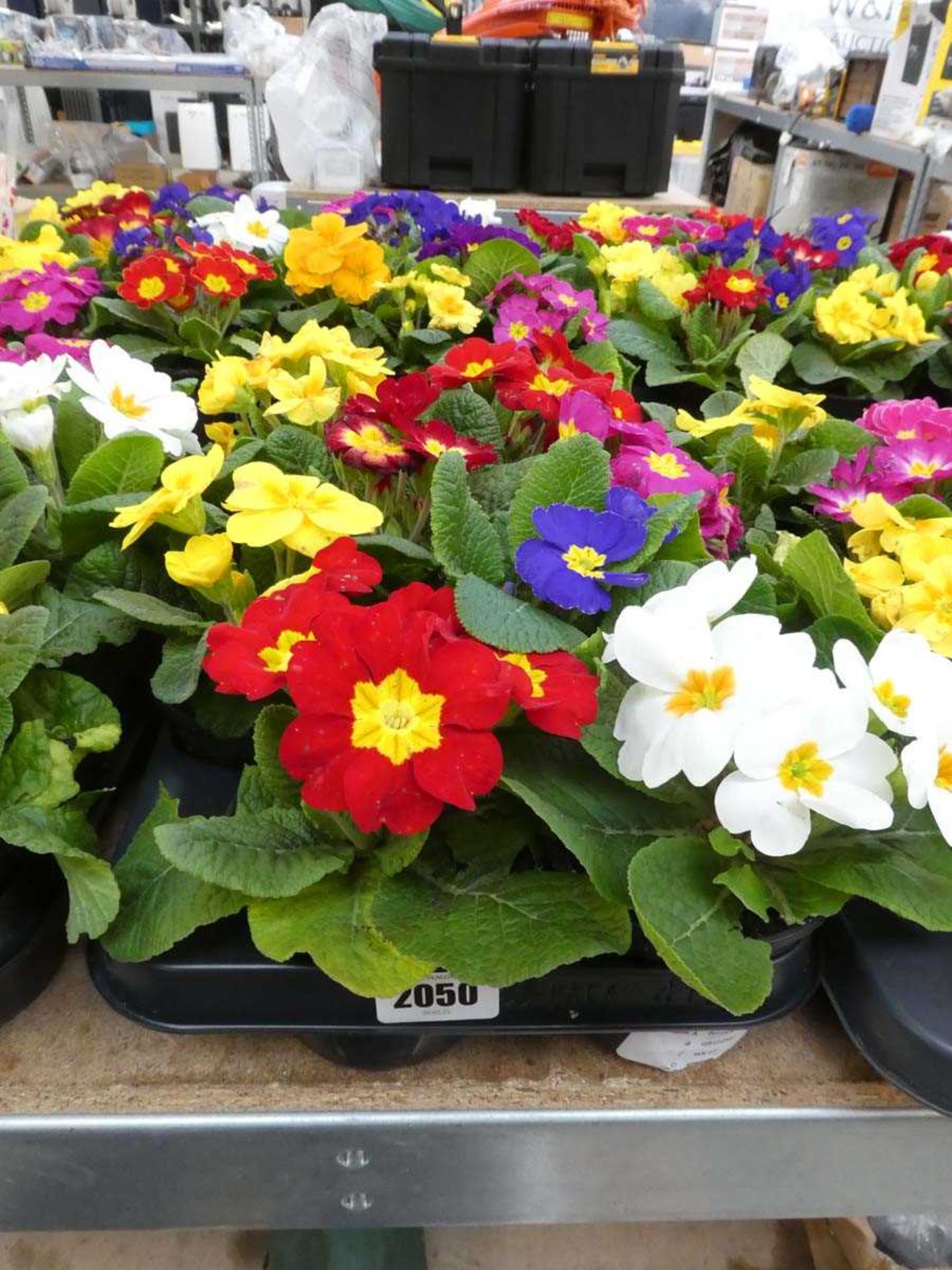 Tray containing 8 potted primulas