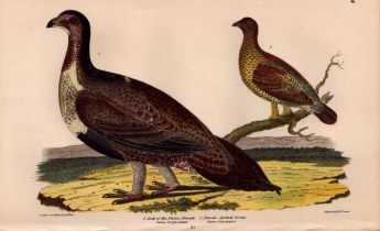 Alexander Wilson Rare American Birds Cock of the Plains, Spotted Grouse-21.