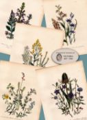 Job-Lot 165-Years-Old 1859 Antique Wildflower Gilt-Edged Illustrations Jane Loudon.