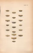 Job Lot Rev Morris British Moths 1896 Antique Hand-Coloured Lithographs -6.