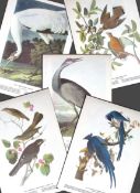 Job-Lot John James Audubon Birds of America 72-Year-Old Coloured Book Plates-34