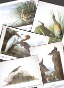 Job-Lot John James Audubon Birds of America 72-Year-Old Coloured Book Plates-16