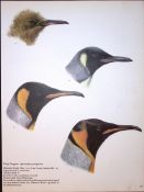 Wilson's Birds of the Antarctic Vintage King Penguin Illustrations 1.