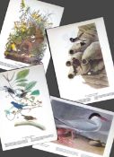 Job-Lot John James Audubon Birds of America 72-Year-Old Coloured Book Plates-39