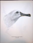 Wilson's Birds of the Antarctic Vintage The Albatross Family Illustrations 3.