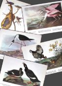 Job-Lot John James Audubon Birds of America 72-Year-Old Coloured Book Plates-37