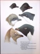 Wilson's Birds of the Antarctic Vintage Adelie Penguins Illustrations 4.
