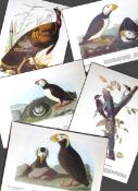 Job-Lot John James Audubon Birds of America 72-Year-Old Coloured Book Plates-26