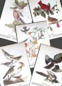 Job-Lot John James Audubon Birds of America 72-Year-Old Coloured Book Plates-29