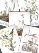 Job-Lot John James Audubon Birds of America 72-Year-Old Coloured Book Plates-7