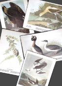 Job-Lot John James Audubon Birds of America 72-Year-Old Coloured Book Plates-17