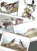 Job-Lot John James Audubon Birds of America 72-Year-Old Coloured Book Plates-5