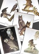 Job-Lot John James Audubon Birds of America 72-Year-Old Coloured Book Plates-19