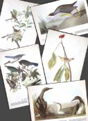 Job-Lot John James Audubon Birds of America 72-Year-Old Coloured Book Plates-11