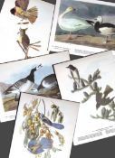 Job-Lot John James Audubon Birds of America 72-Year-Old Coloured Book Plates-33