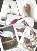 Job-Lot John James Audubon Birds of America 72-Year-Old Coloured Book Plates-35