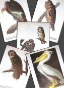 Job-Lot John James Audubon Birds of America 72-Year-Old Coloured Book Plates-20