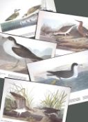 Job-Lot John James Audubon Birds of America 72-Year-Old Coloured Book Plates-6