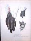 Wilson's Birds of the Antarctic Vintage Adelie Penguins Illustrations.1