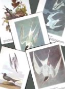 Job-Lot John James Audubon Birds of America 72-Year-Old Coloured Book Plates-8
