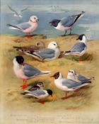 Archibald Thorburn Antique Scarce Large Bird Print Seabirds & Gulls-72.