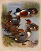 Thorburn Antique Scarce Large Bird Print Shoveler, Pintail, Teal-47.