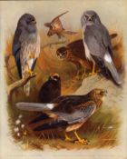 Thorburn Antique Second Edition Large Bird Print The Harriers Marsh, Hen, Montagu's-30.