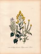 Jane Loudon Rare 165-Yr-Old Antique British Wildflower Hand-Coloured Plate-11