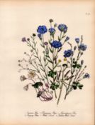 Jane Loudon Rare 165-Yr-Old Antique British Wildflower Hand-Coloured Plate-19